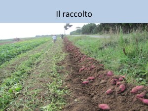 LA PATATA ZUCCHERINA PER LO SVEZZAMENTO